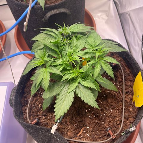 RQS F1 Orion #1 growlog timeline photo