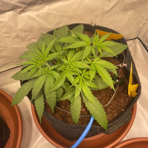 RQS F1 Orion #2 growlog timeline photo