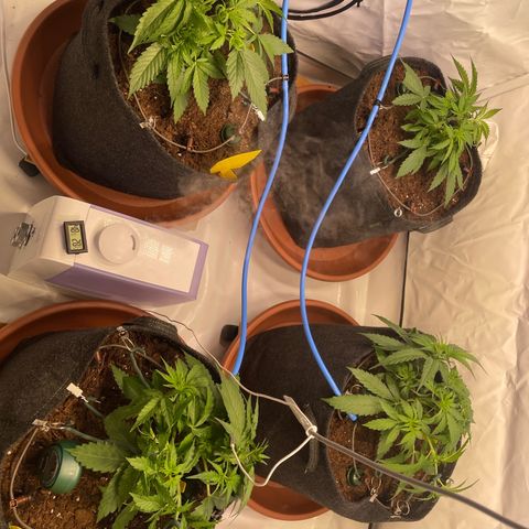 RQS F1 Orion #2 growlog timeline photo