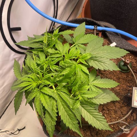 RQS F1 Epsilon #1 growlog timeline photo