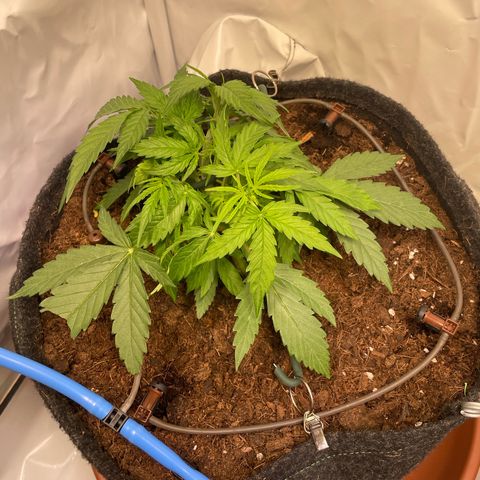 RQS F1 Epsilon #2 growlog timeline photo