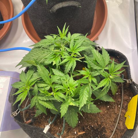 RQS F1 Orion #1 growlog timeline photo
