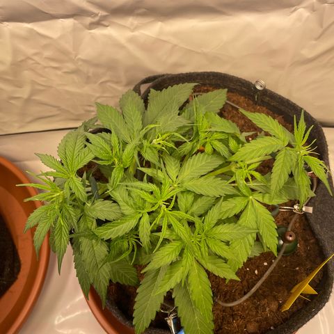 RQS F1 Orion #2 growlog timeline photo