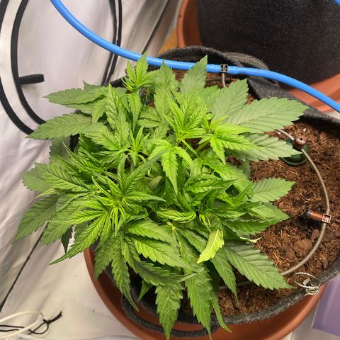 RQS F1 Epsilon #1 growlog timeline photo
