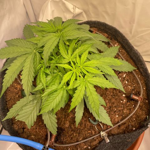 RQS F1 Epsilon #2 growlog timeline photo