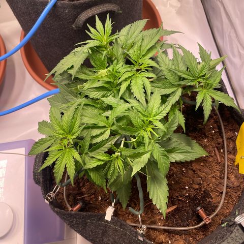 RQS F1 Orion #1 growlog timeline photo