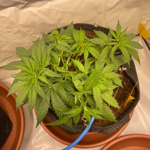 RQS F1 Orion #2 growlog timeline photo