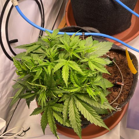 RQS F1 Epsilon #1 growlog timeline photo