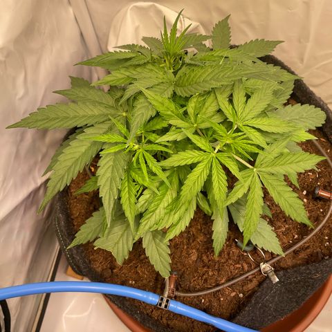 RQS F1 Epsilon #2 growlog timeline photo