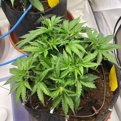 RQS F1 Orion #1 growlog timeline photo