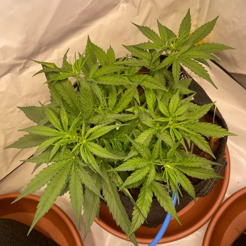 RQS F1 Orion #2 growlog timeline photo