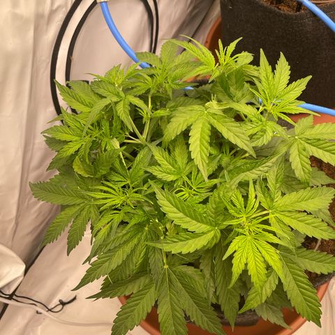RQS F1 Epsilon #1 growlog timeline photo