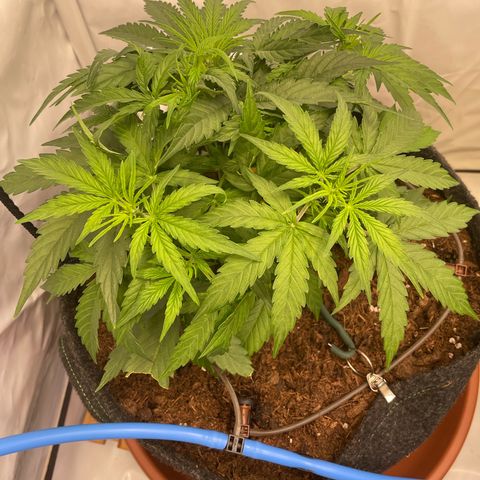 RQS F1 Epsilon #2 growlog timeline photo