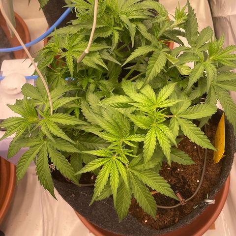 RQS F1 Orion #1 growlog timeline photo