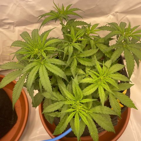 RQS F1 Orion #2 growlog timeline photo