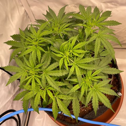 RQS F1 Epsilon #2 growlog timeline photo