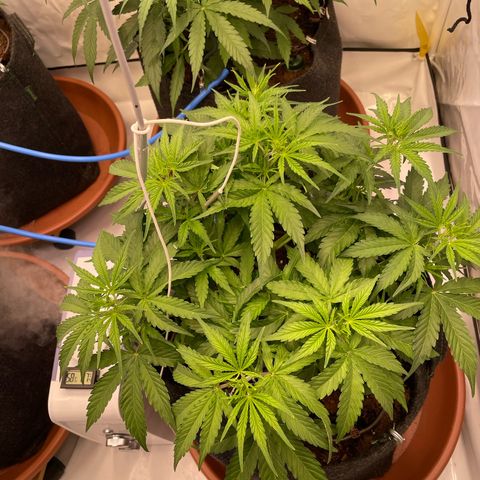 RQS F1 Orion #1 growlog timeline photo