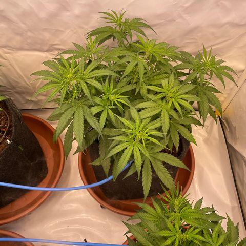 RQS F1 Orion #2 growlog timeline photo