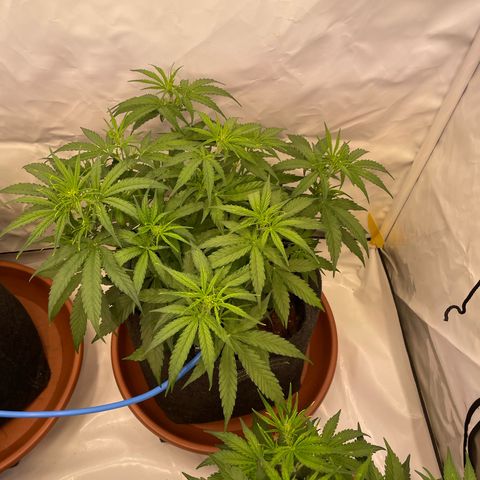 RQS F1 Orion #2 growlog timeline photo