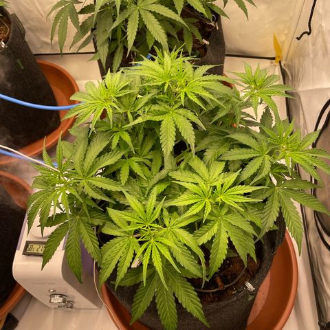 RQS F1 Orion #1 growlog timeline photo