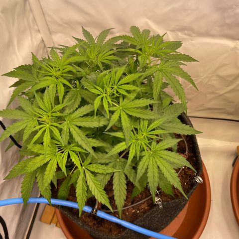 RQS F1 Epsilon #2 growlog timeline photo