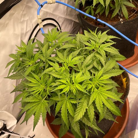 RQS F1 Epsilon #1 growlog timeline photo