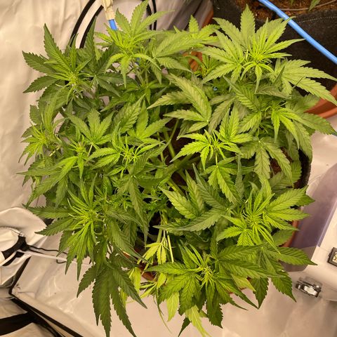 RQS F1 Epsilon #1 growlog timeline photo