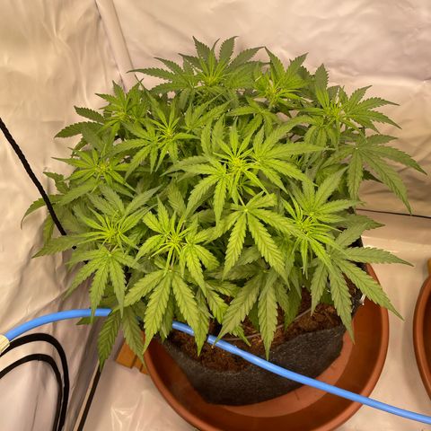 RQS F1 Epsilon #2 growlog timeline photo