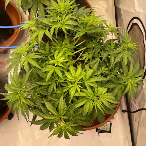 RQS F1 Orion #1 growlog timeline photo