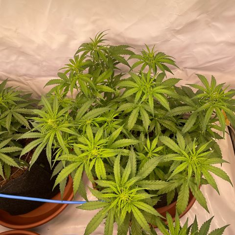 RQS F1 Orion #2 growlog timeline photo