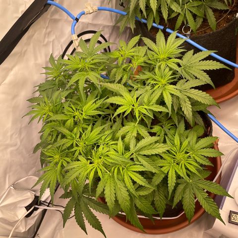 RQS F1 Epsilon #1 growlog timeline photo