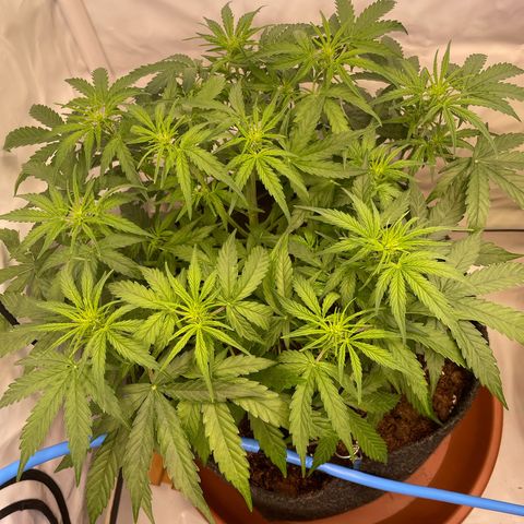 RQS F1 Epsilon #2 growlog timeline photo