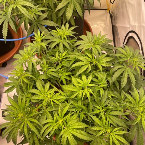 RQS F1 Orion #1 growlog timeline photo