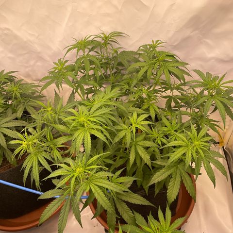 RQS F1 Orion #2 growlog timeline photo