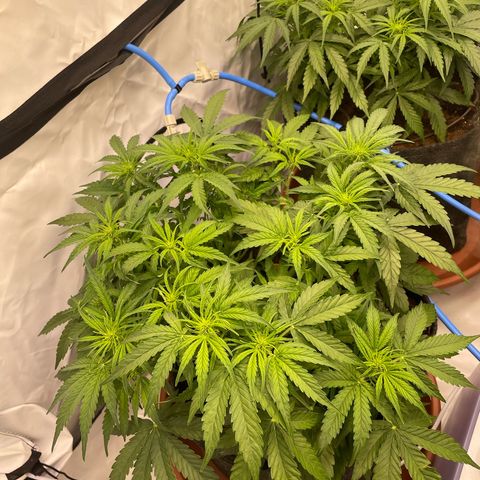RQS F1 Epsilon #1 growlog timeline photo
