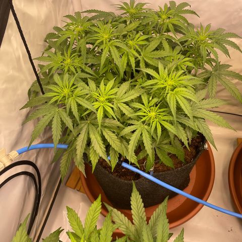 RQS F1 Epsilon #2 growlog timeline photo