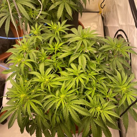 RQS F1 Orion #1 growlog timeline photo