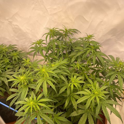 RQS F1 Orion #2 growlog timeline photo