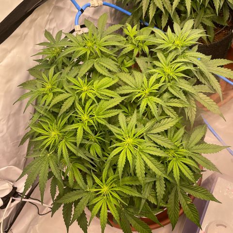 RQS F1 Epsilon #1 growlog timeline photo