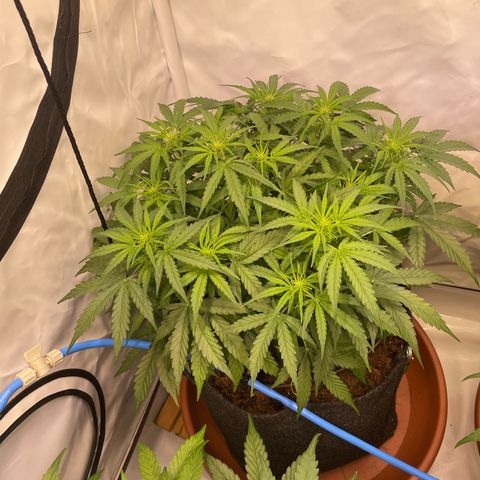 RQS F1 Epsilon #2 growlog timeline photo