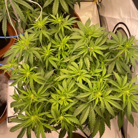 RQS F1 Orion #1 growlog timeline photo