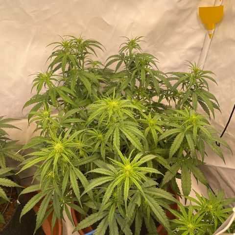 RQS F1 Orion #2 growlog timeline photo