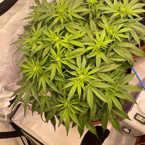 RQS F1 Epsilon #1 growlog timeline photo