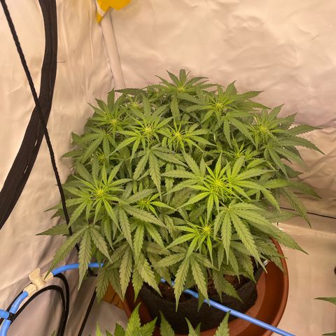 RQS F1 Epsilon #2 growlog timeline photo