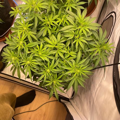 RQS F1 Orion #1 growlog timeline photo