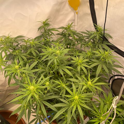 RQS F1 Orion #2 growlog timeline photo