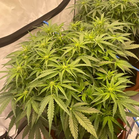 RQS F1 Epsilon #1 growlog timeline photo