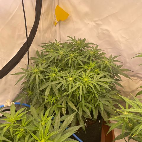 RQS F1 Epsilon #2 growlog timeline photo