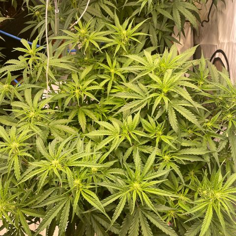RQS F1 Orion #1 growlog timeline photo