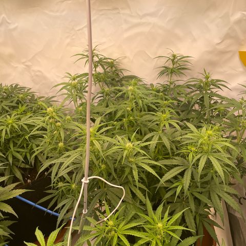 RQS F1 Orion #2 growlog timeline photo